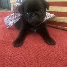 Pug Puppies from Furever Friends