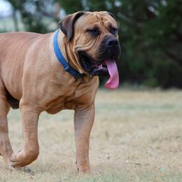 Mirko - Boerboel