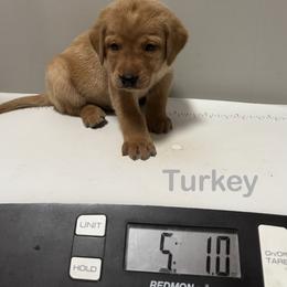 Turkey - Yellow male Labrador Retriever puppy in Tigard, Oregon from Morrison Labrador Retreivers