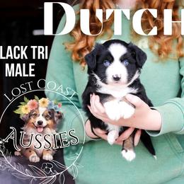 Dutch - Black tri male Miniature American Shepherd puppy in Ferndale, California from Lost Coast Aussies