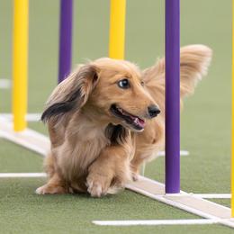 Gussie - Dachshund