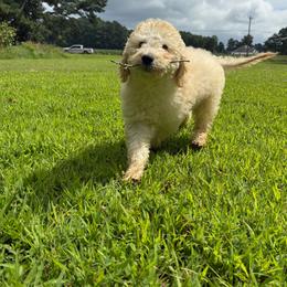 Dean - Apricot male Goldendoodle puppy in Camden, North Carolina from Oopsie Doodles of NC