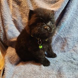 Pomeranian Puppies from Ramos' Pommies