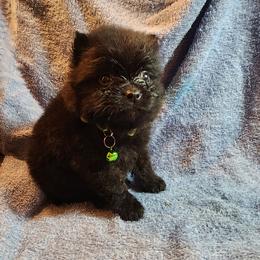 Pomeranian Puppies from Ramos' Pommies