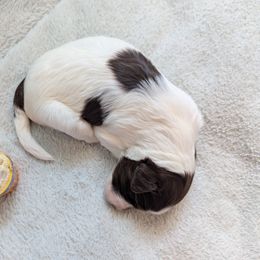 Aussiedoodle Puppies from Fur Hollow Puppies