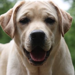 Labrador Retrievers from Swinging Bridge Labrador Retrievers