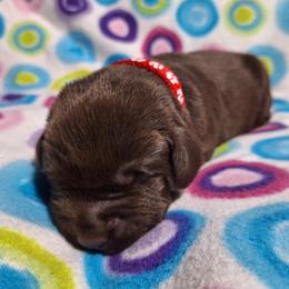 Berry - Chocolate male Labrador Retriever puppy in Bemidji, Minnesota from Northern Star Elite Quality Labrador Retrievers