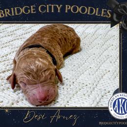 Desi - Apricot male Poodle puppy in Signal Mountain, Tennessee from Bridge City Poodles