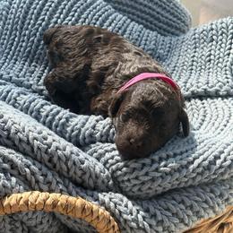 Blaine - Brown female Poodle puppy in Nacogdoches, Texas from Nacadoodles