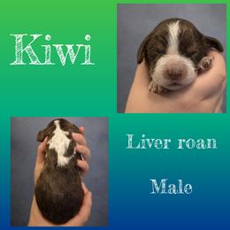 Kiwi - Liver white and roan male English Springer Spaniel puppy in Florida from Thunderbird Springers