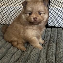 Spike - Chocolate sable male Pomeranian puppy in Inola, Oklahoma from My Bella’s Pomeranians