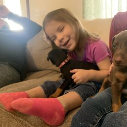 Doberman Pinscher Puppies from Ranchers Companion Doberman Kennel