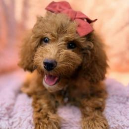 Rosie - Red  female Poodle puppy in Queens, New York from Pawfect Soul Puppies