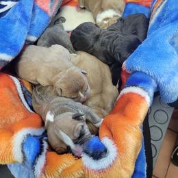 Bulldog Puppies from Hippo's Bullies