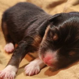 Miniature Australian Shepherds from Tails and No Tails Salty Aussie Farms