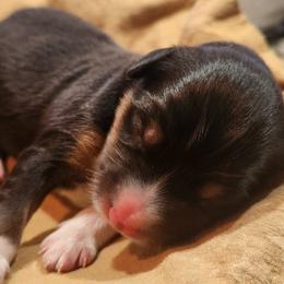 Miniature Australian Shepherds from Tails and No Tails Salty Aussie Farms