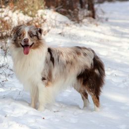 Australian Shepherd and Miniature Australian Shepherd All Grown Up from Ross Ranch Mini and Standard Aussie's