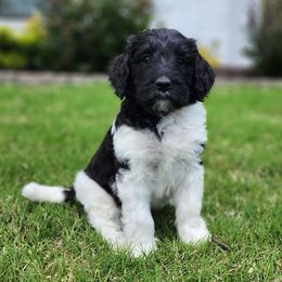 Bernedoodle Puppies from Oklahoma Doodles