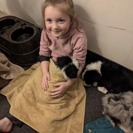 Australian Shepherd and Great Dane Puppies from AEW Farm