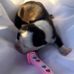 Girl 3 pink hearts - Black brindle and white female Boston Terrier puppy in Sunnyside, Washington from Boston Terriers