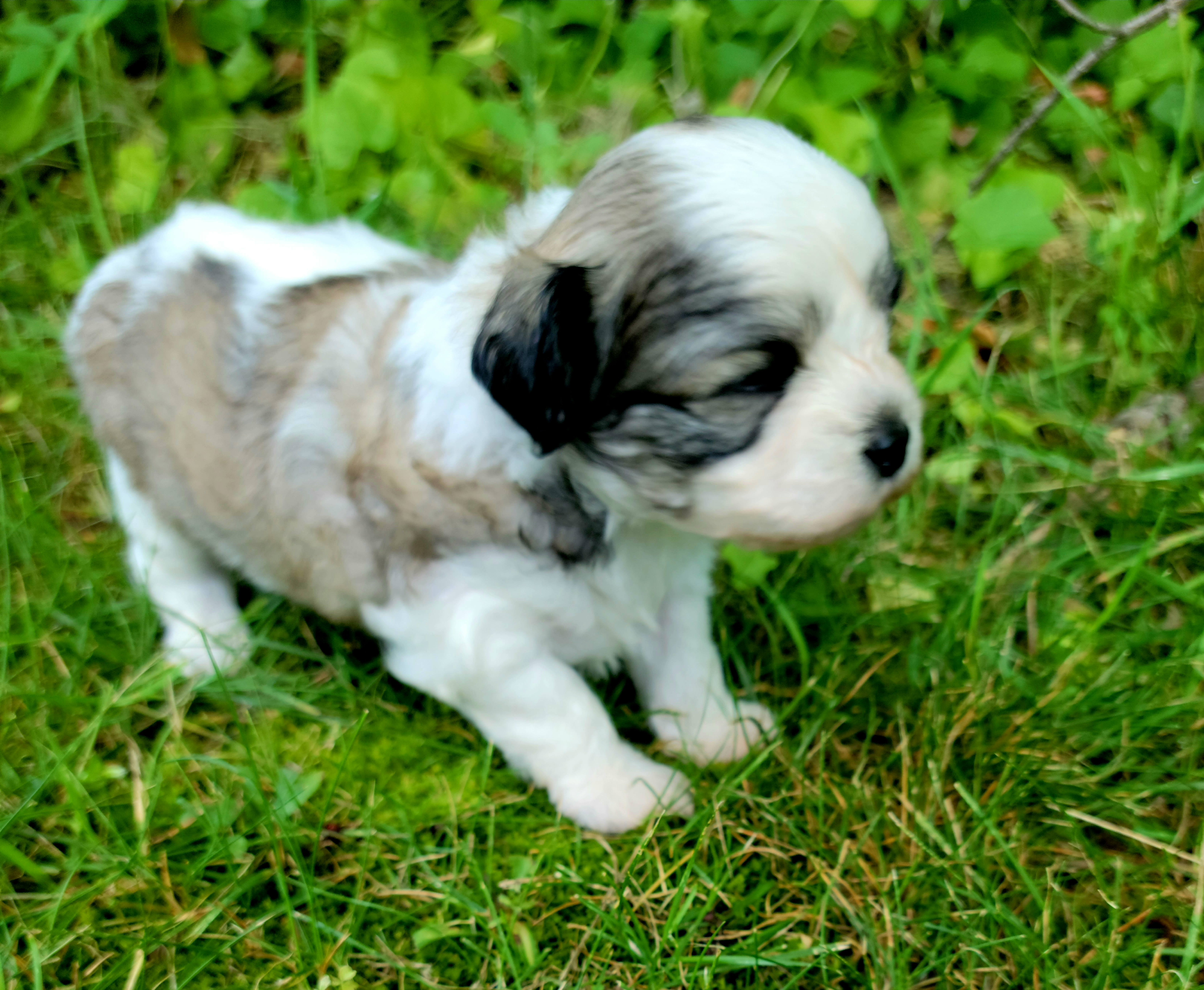 Shihpoo Puppies from Perfect Companion Puppies