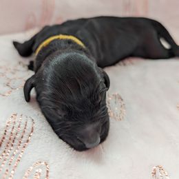 Yellow boy - Black male Giant Schnauzer puppy in Sierra Vista, Arizona from Desert Dusted Giants