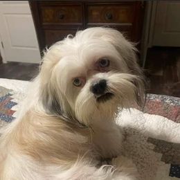 Teddy - Lhasa Apso