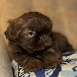 AKC Aspen - Chocolate male Shih Tzu puppy in Statesboro, Georgia from Magnolia Small Breeds