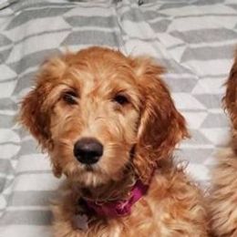 Goldendoodles from R2R Ranch