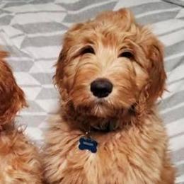 Goldendoodles from R2R Ranch