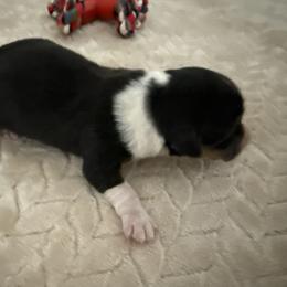 Ezra - Black and tan female American Corgi puppy in Decatur, Texas from Bar S Corgis