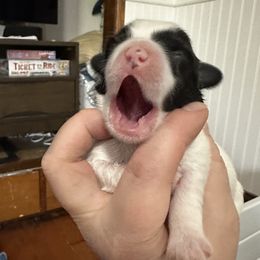 Girl 1 - Coton de Tulear puppy from Uptown Cotons