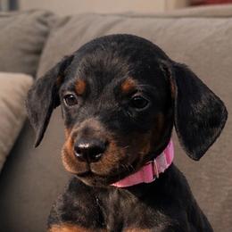 Miss Prissy - Black and rust female Doberman Pinscher puppy in Wellington, Ohio from Jessie (TDD, llc)