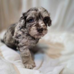 Purple collar - Chocolate and white female Havapoo puppy in Medina, Ohio from Momma's Minis