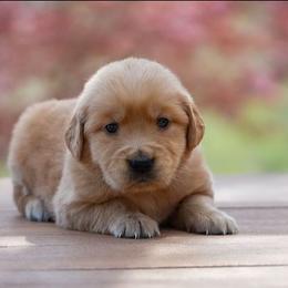 Lilac - Golden female Golden Retriever puppy in Saint Joe, Indiana from Golden Acres Farm