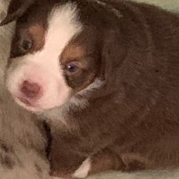Miniature Australian Shepherd Puppies from Morgan Hill Aussies