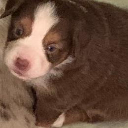 Miniature Australian Shepherd Puppies from Morgan Hill Aussies