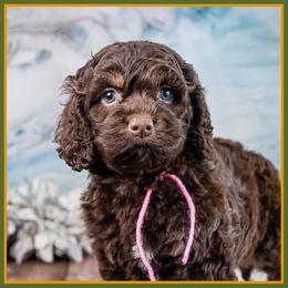 Joyce - Brown and tan female Cockapoo puppy in Connersville, Indiana from Deaz Doodle Ranch