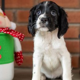 Black and White - Girl 1 - Black and white female English Springer Spaniel puppy in Oxford, Connecticut from Woodland Kennel