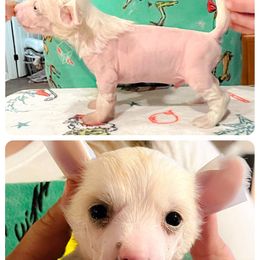Chinese Crested and Poodle Puppies from Ariella Standard Poodles & Chinese Cresteds