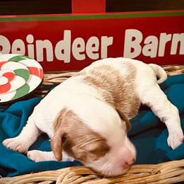 Snowflake - Parti female Goldendoodle puppy in Bradenton, Florida from Christianna’s Mini Goldendoodles