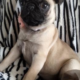 Pembroke Welsh Corgi and Pug Puppies from Amatskennel - Stubby Tails Ranch