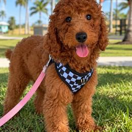 AKC Abby - Red  female Poodle puppy in Cape Coral, Florida from Ruby the poodle