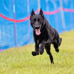 Belgian Malinois and German Shepherd All Grown Up from vd Hunde der neuen Äre