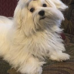 Macie - Maltese