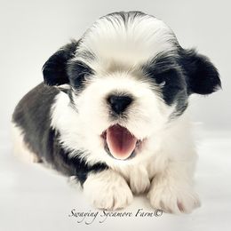 Black and White Male - Black and white male Shih Tzu puppy in Crawfordsville, Indiana from Swaying Sycamore Farm
