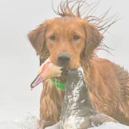 Golden Retrievers from Ivy League Golden Retrievers