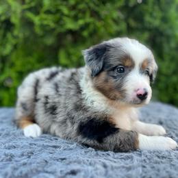 Bella - Blue merle female Miniature Australian Shepherd puppy in Alabama from SBA Aussies