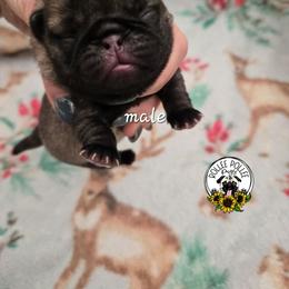 Boy 3 - Fawn male Pug puppy in Keysville, Georgia from Rollee Pollee Pugs