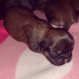 Newfoundland and Shih Tzu Puppies from Grand Meadow Newfoundlands